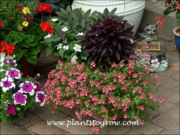 Diascia "Sun Chimes Pink" in a pot with the dark colored Iresine